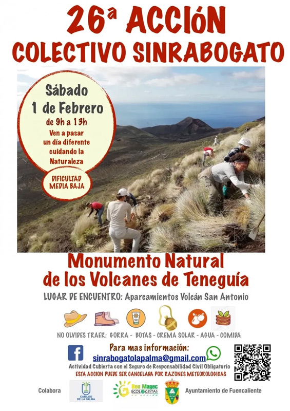 Der Rabo de gato ist auf La Palma ein ungeliebtes Kraut, welches man gerne wieder loswerden m&ouml;chte