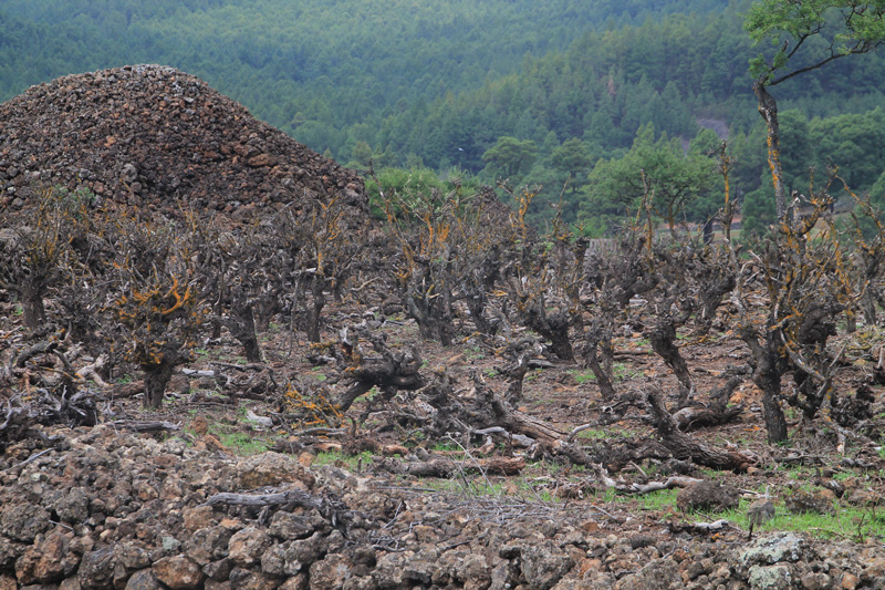 Nutztierverbiss und jahrelange D&uuml;rre schaffen sogar die so robuste Baumluzerne in die Knie. - Oberhalb El Paso im Llano de las Cuevas. 