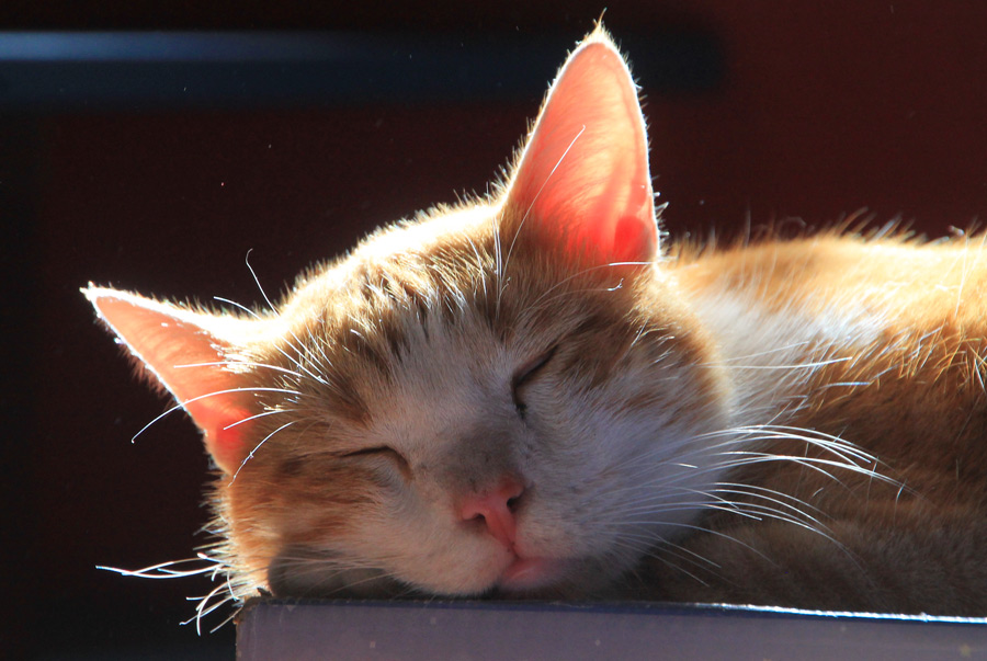 Bruno, der Letztgefundene in unserer Katzenclique