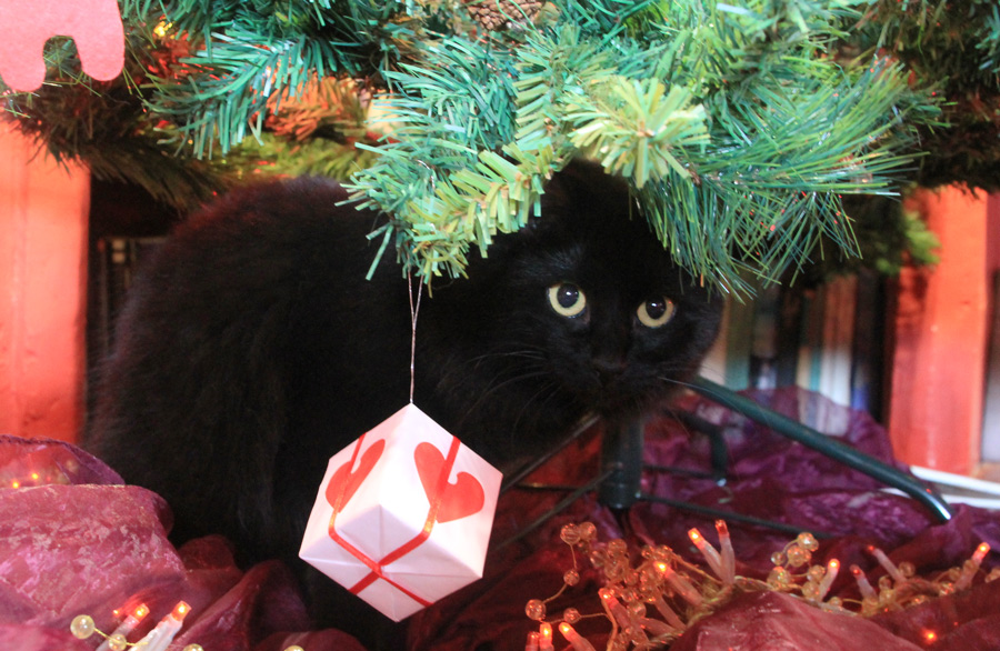 Unser ganz besonders K&auml;tzchen mit den Beinen verkehrt herum inspiziert unsere Korea-Tanne