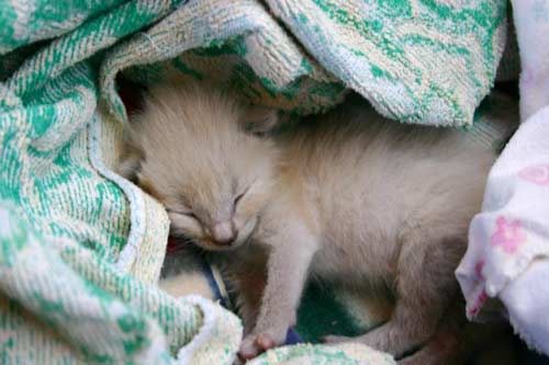 Paul, La Palma, bedrohte Dogmen