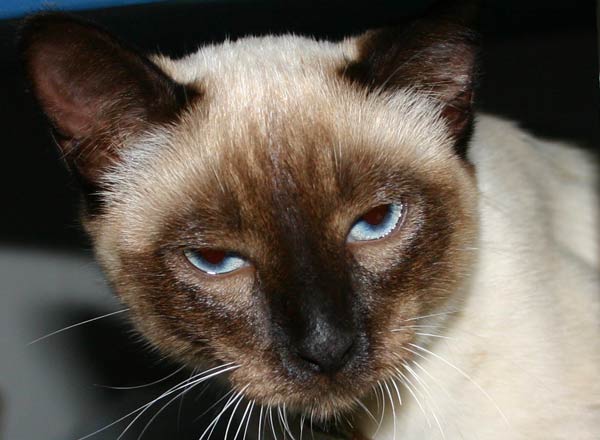 Paul kommt in die Pubertät