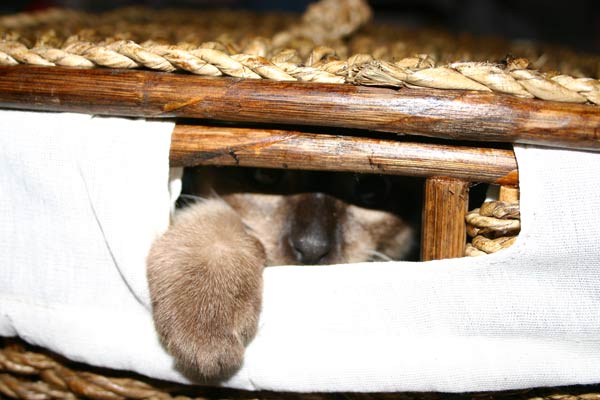 Paul hat seine Elementarteilchen verloren