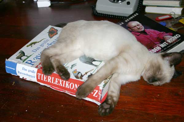 Paul in der Daseinskrise