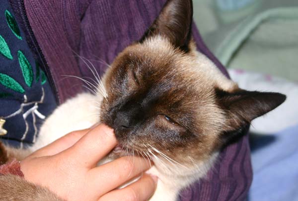 Paul und die Schwarze Witwe