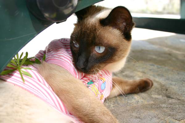 Paul, das trägt man heute so