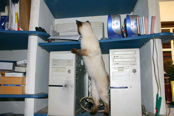 Paul Compicat and his human server