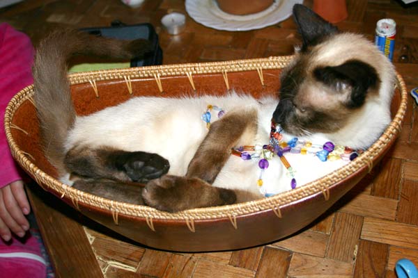 Paul diamonds_are_a_pauls_best_friend