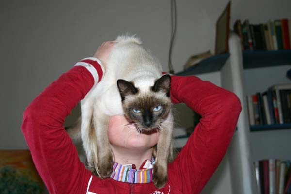 Paul und der dressierte Haushaltsvorstand