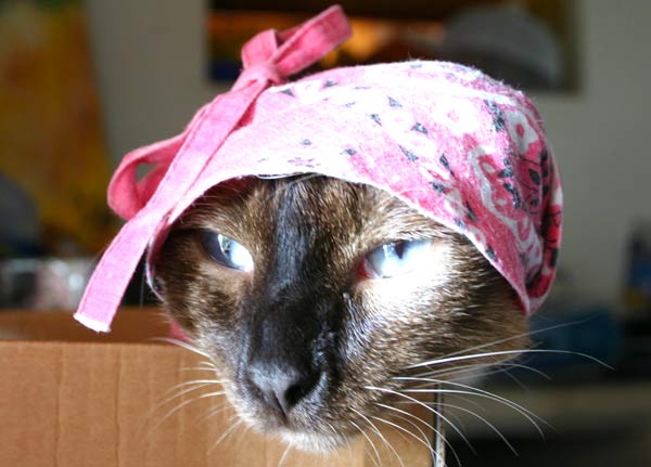 Paul vorsicht, depressive Männer