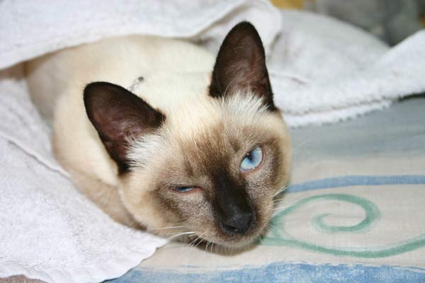 Paul, wenn der Kater einen Kater hat