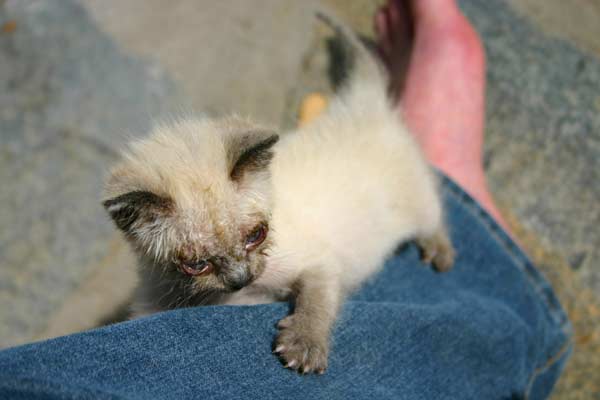 Paul, auf La Palma im Drachenflugtag