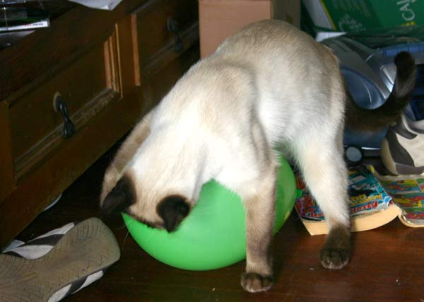 Paul, schenk mir einen bunten Lustballon