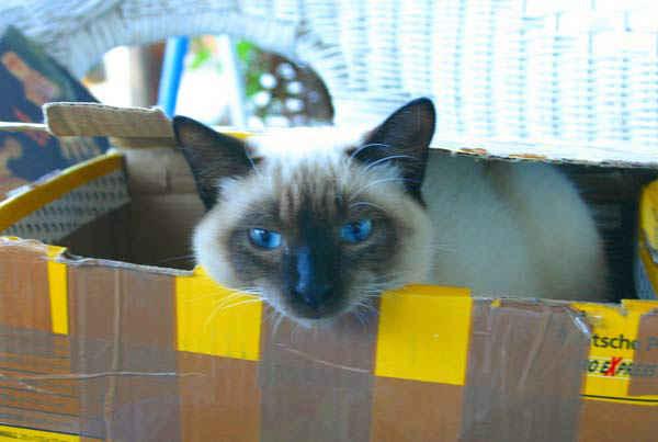 Paul auf La Palma, mal ist es mein Kater, mal ihr Kater