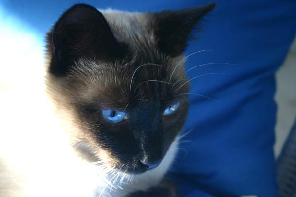 Paul hat seine vierte Frab- und Stilberatung hiner sich und lässt sich inzwischen am liebsten auf Blau abbilden