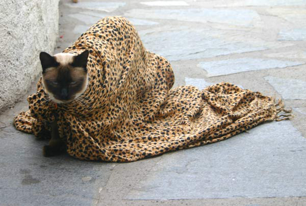 Wenn Heinz Sielmann das noch hätte sehen können, ein Paulopard in freier Wildbahn