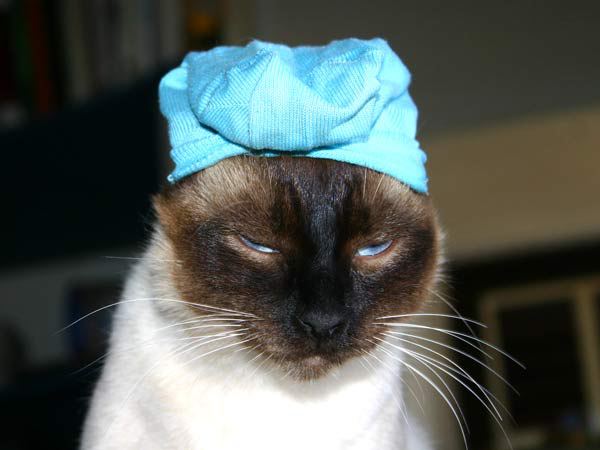 Paul macht auf liebenswerter Trottel und schon kann er alles ungestraft machen