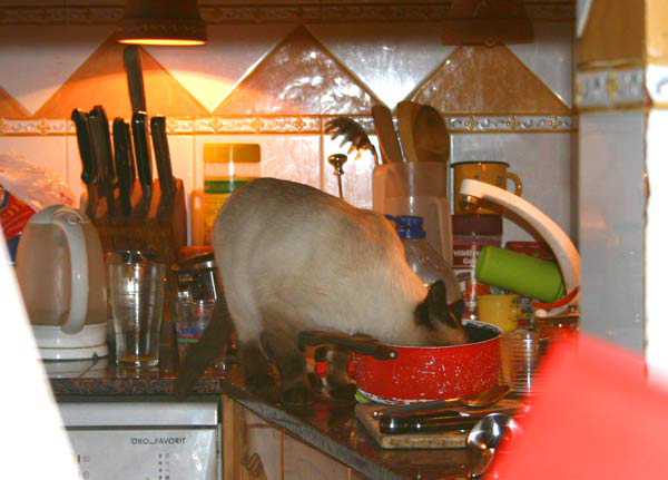 Sie begehen eine Straftat, Sie haben mir direkt ins Gesicht fotografiert. - So hat Paul auch argumentiert