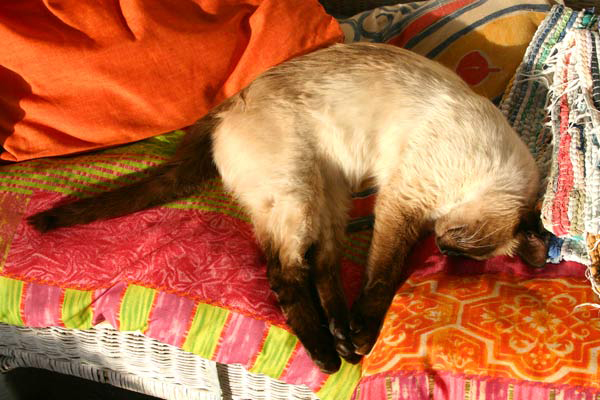 Ein heiliger Bimbam, das ist unser Paul, kein Heiliger Birma