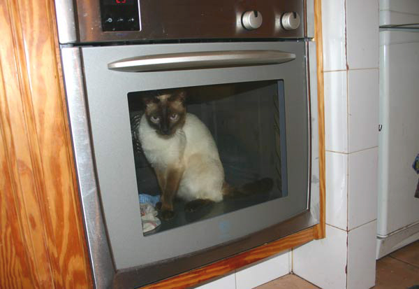 Ein heißer Tipp: Immer erst die Katze aus dem Ofen nehmen, sonst schmeckt die Pizza nach Muschi