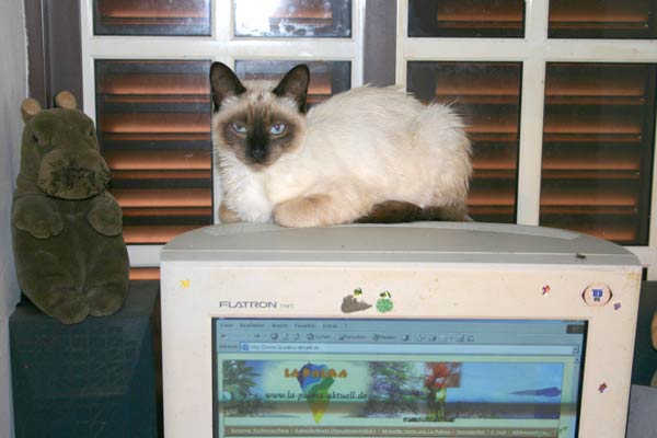 Paul und die Diätumstellung